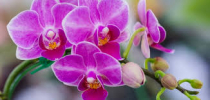 Murovec-phalaenopsis-rozova-orchidej.jpg