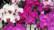 Murovec-phalaenopsis-rozova-fialova-orchidej.jpg