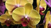 Murovec-phalaenopsis-zluta-orchidej.jpg